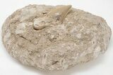 2.05" Otodus Shark Tooth Fossil in Rock - Eocene - #201178-1